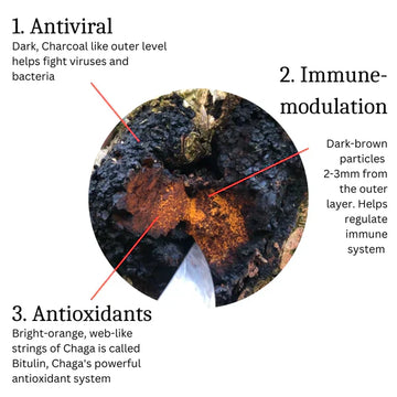 What is Chaga Mushroom: An In-Depth Look