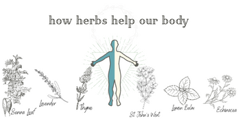 4 Ways Herbs Can Help the Body (with examples)