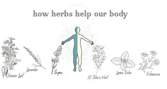 4 Ways Herbs Can Help the Body (with examples)