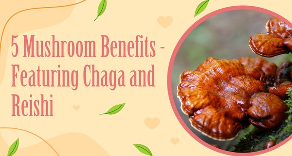 5 Mushroom Benefits - Featuring Chaga and Reishi