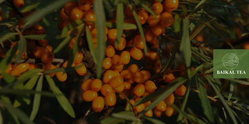 Sea Buckthorn Tea 101: Nutrition, Uses, and Wellness Perks