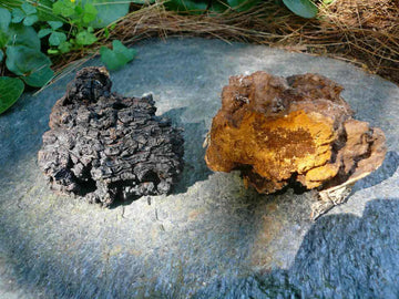 Chaga tea mycelium baikal tea brand