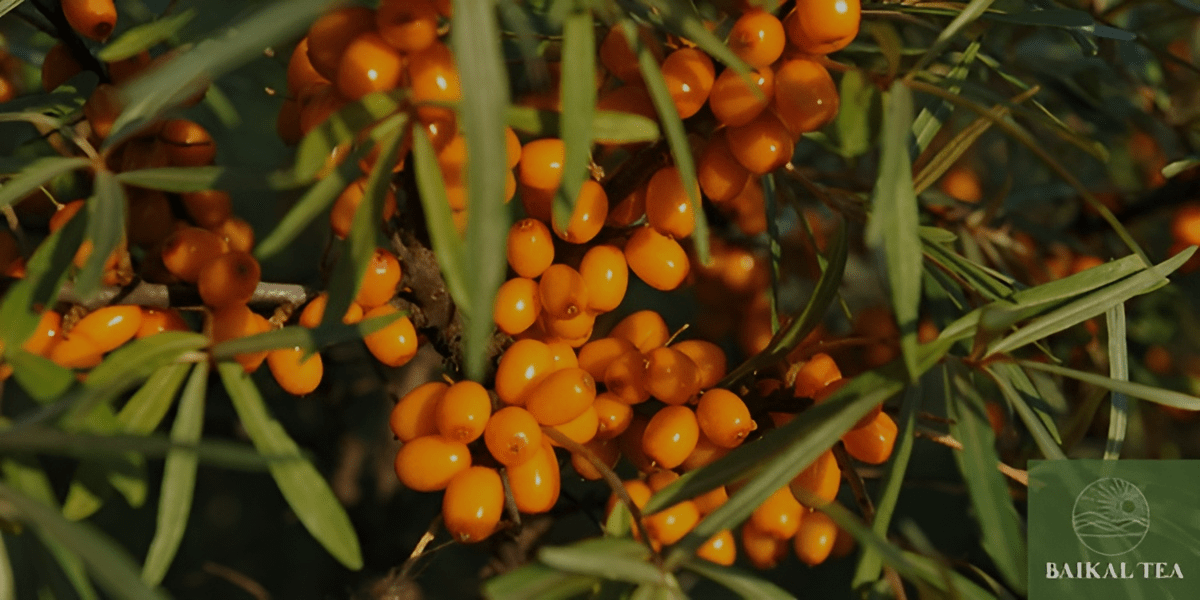 collection-banner-image