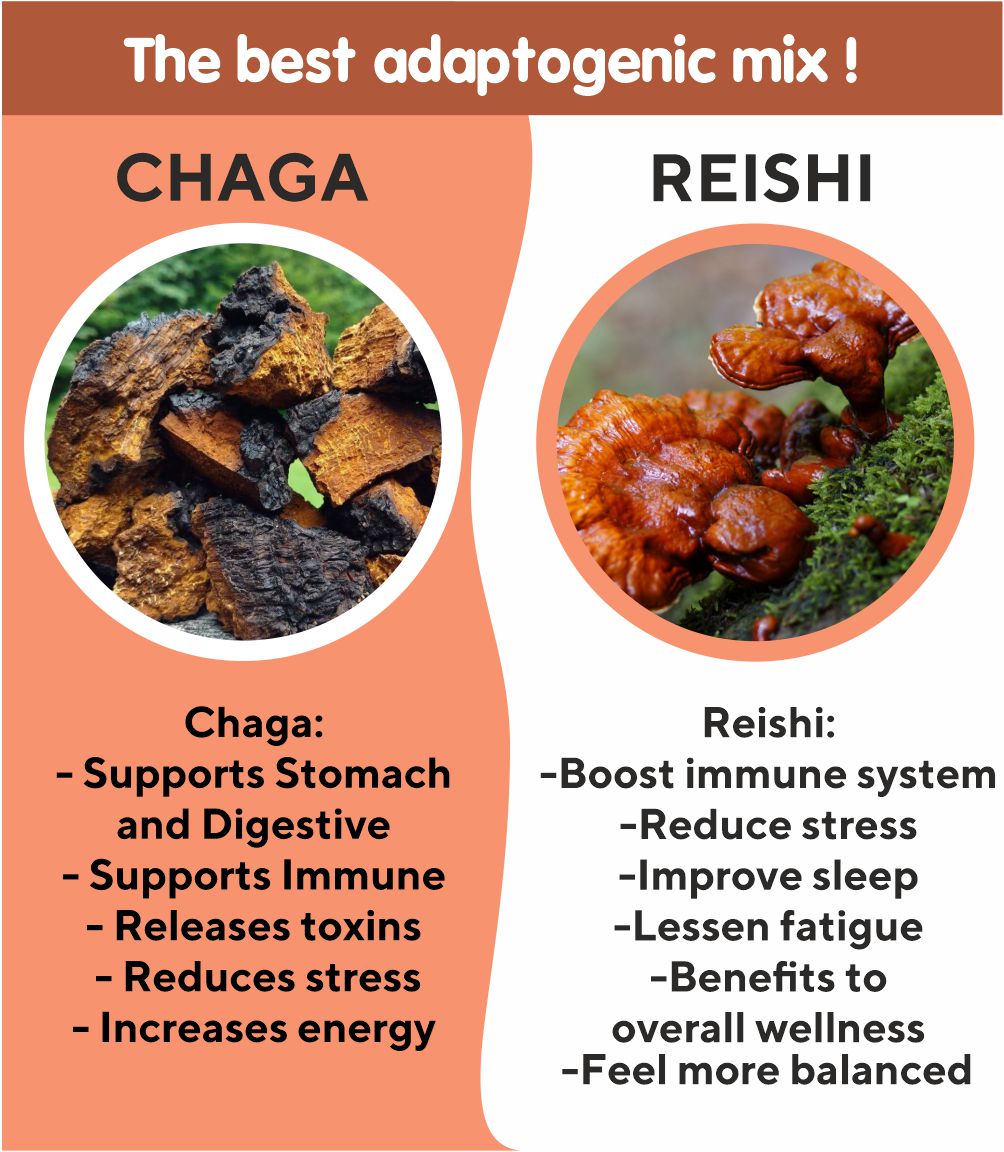 benefits of chaga reishi