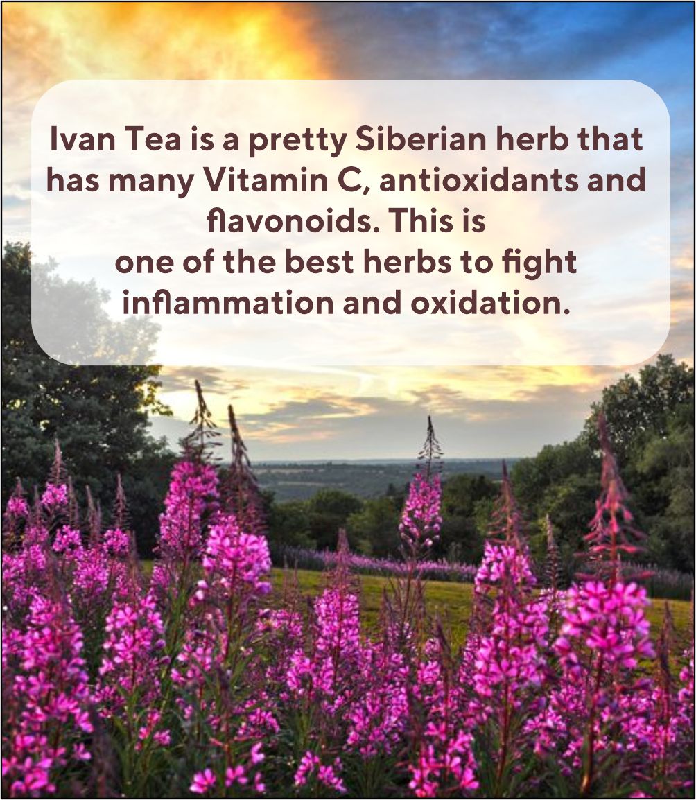 ivan tea benefits willowherb fireweed