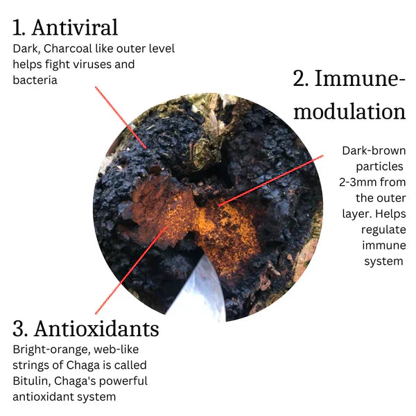 What is Chaga Mushroom: An In-Depth Look