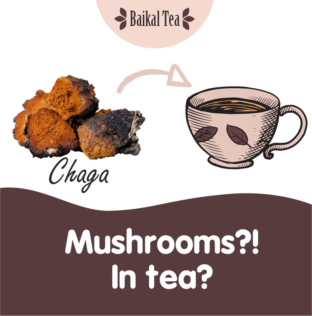 mushrooms in tea chaga tea baikal tea