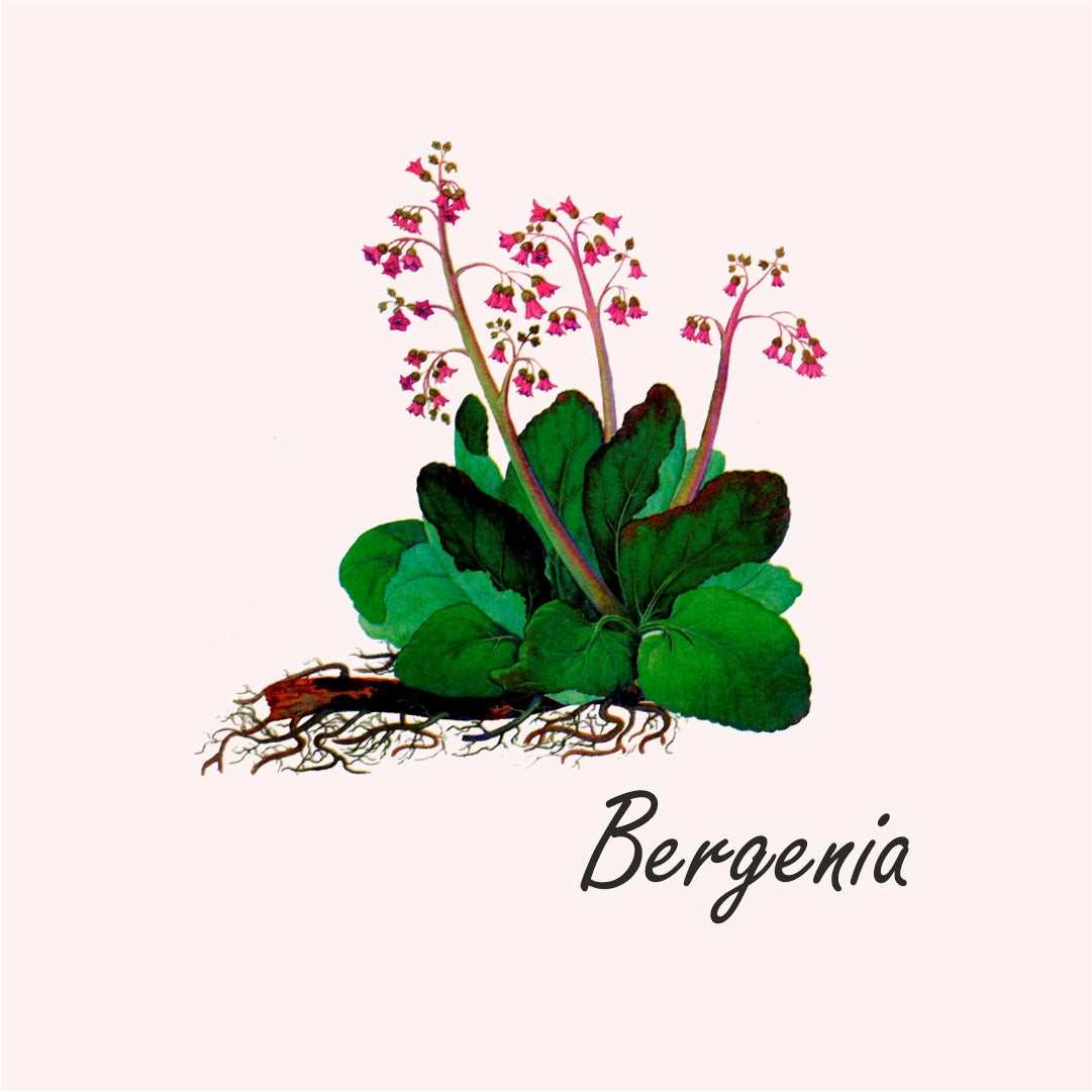 Bergenia herb from Siberia tea by Baikal Tea