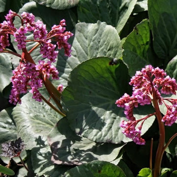 The Amazing Benefits of Bergenia