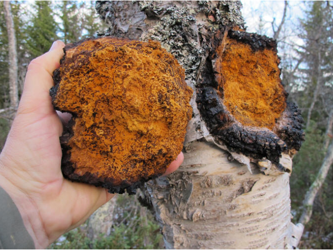 Chaga Mushroom