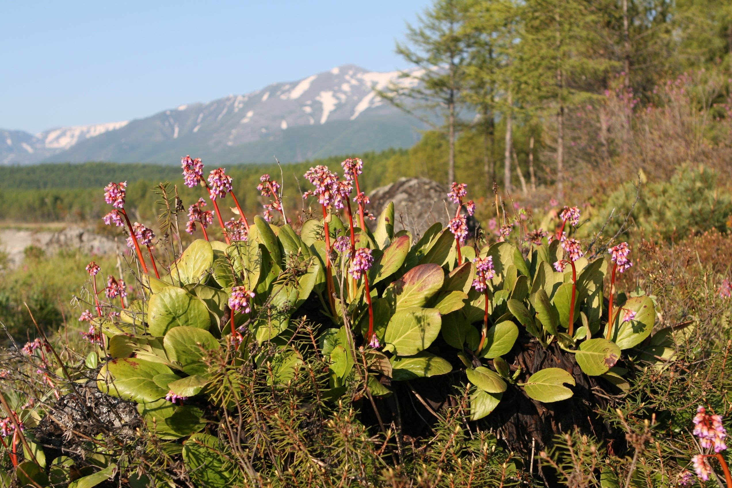 Bergenia herb by Chaga Baikal Tea herbal tea from Baikal Lake