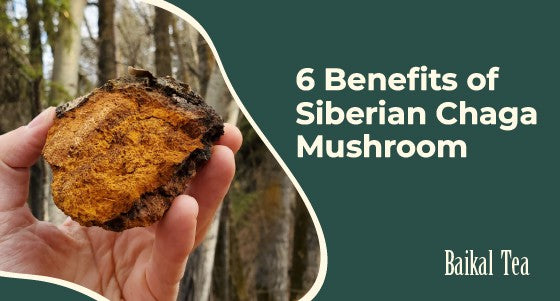 6 Benefits of Siberian Chaga Mushroom