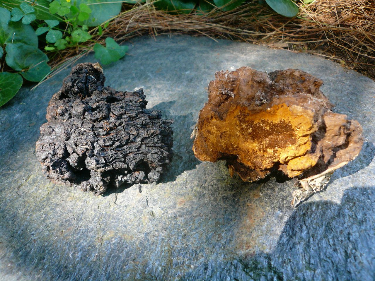 Side Effects of Chaga Tea: What You Need to Know