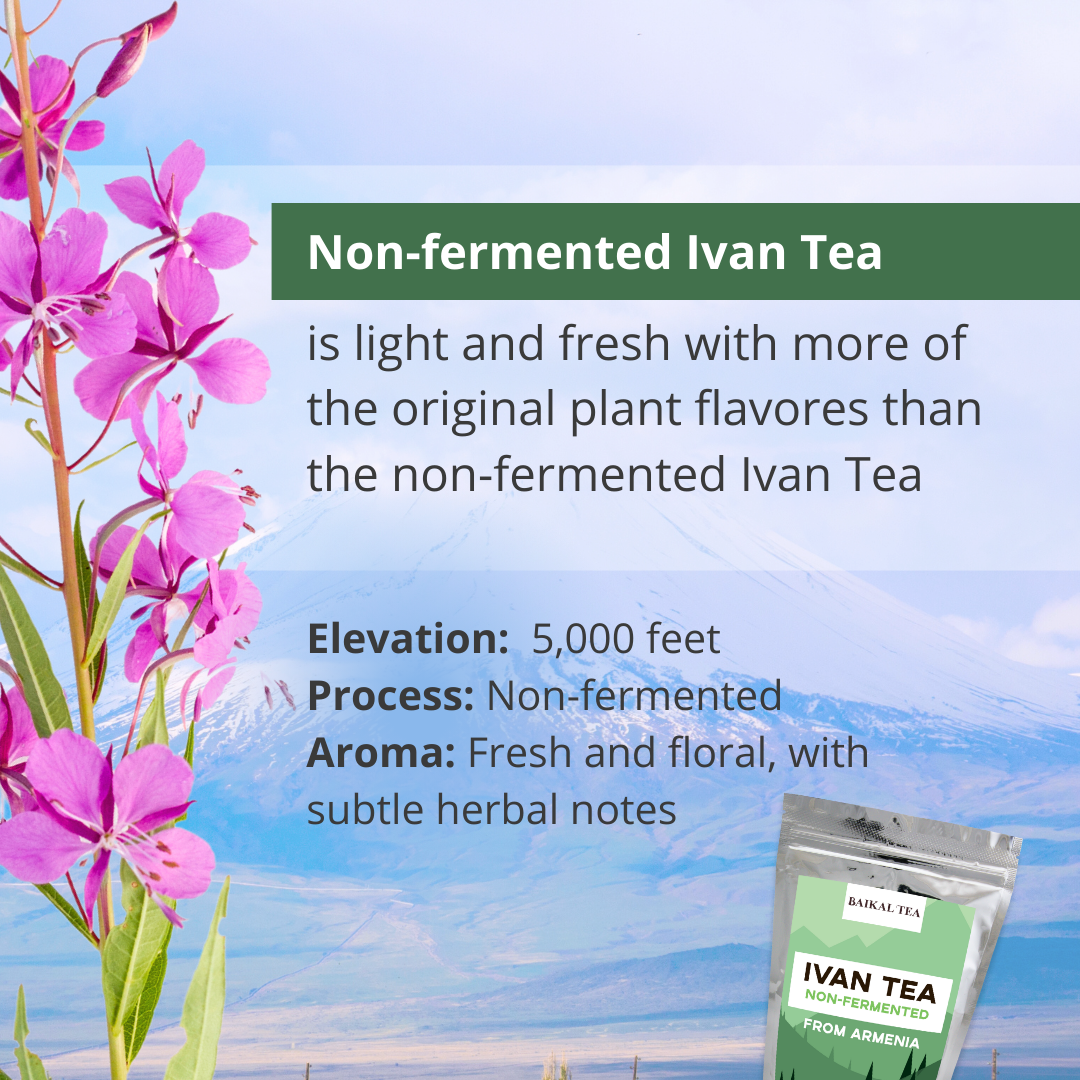 Ivan Tea Armenia