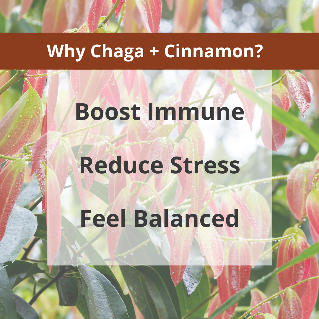 Chaga Cinnamon