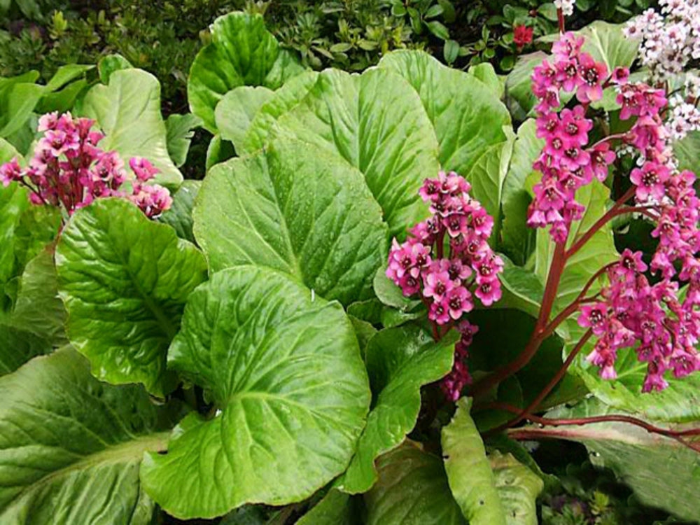 Chaga Tea with Bergenia